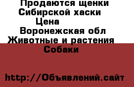 Продаются щенки Сибирской хаски  › Цена ­ 7 000 - Воронежская обл. Животные и растения » Собаки   